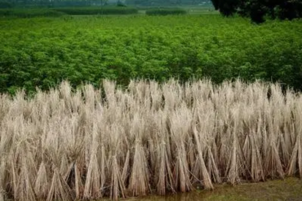 秸稈是農業生產中產生的大量副產品，在傳統意義下往往被視為廢棄物，隨意處理。