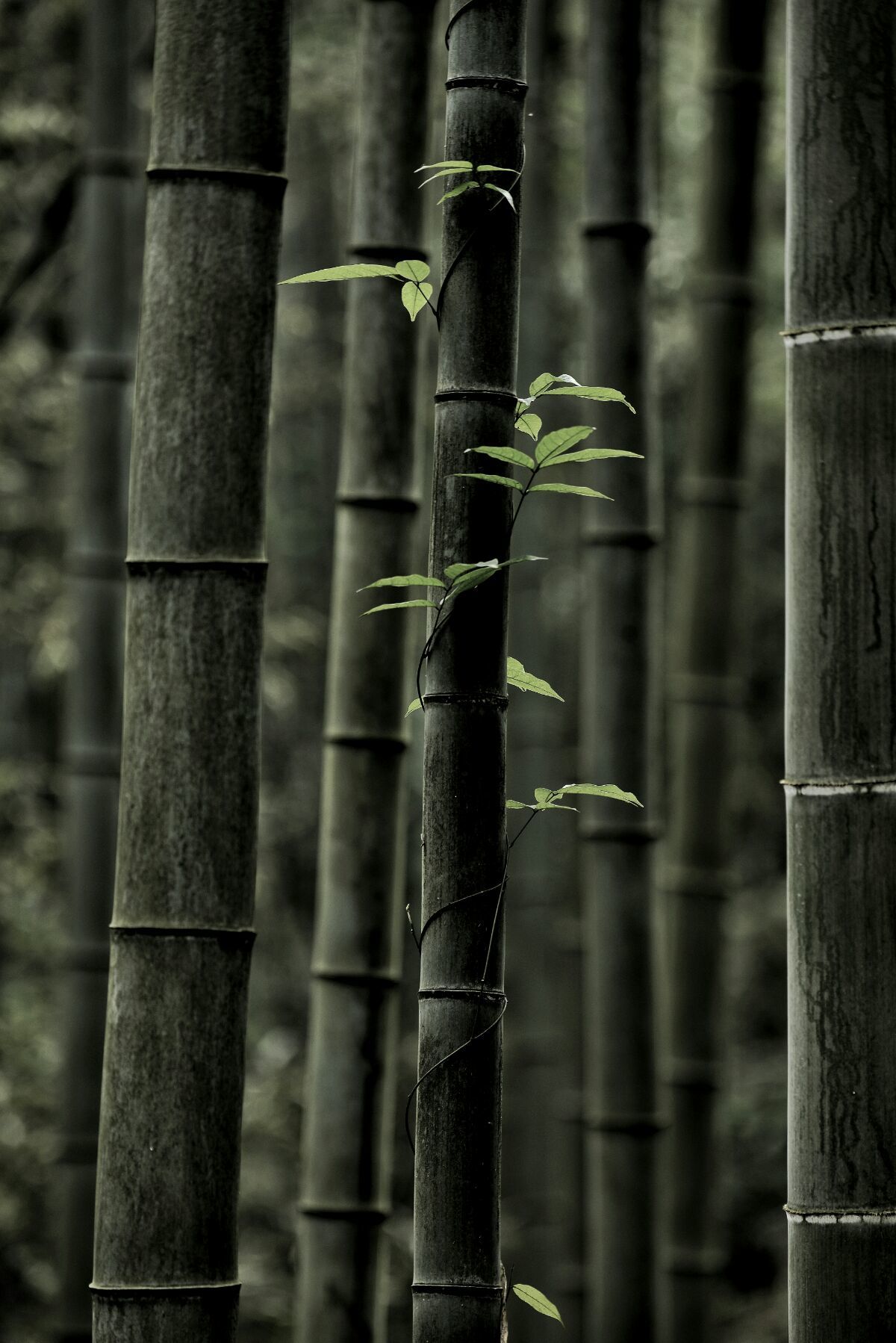 <strong>碳化竹子：從廢棄物到肥沃之源，滋養糯米茁壯成長</strong>